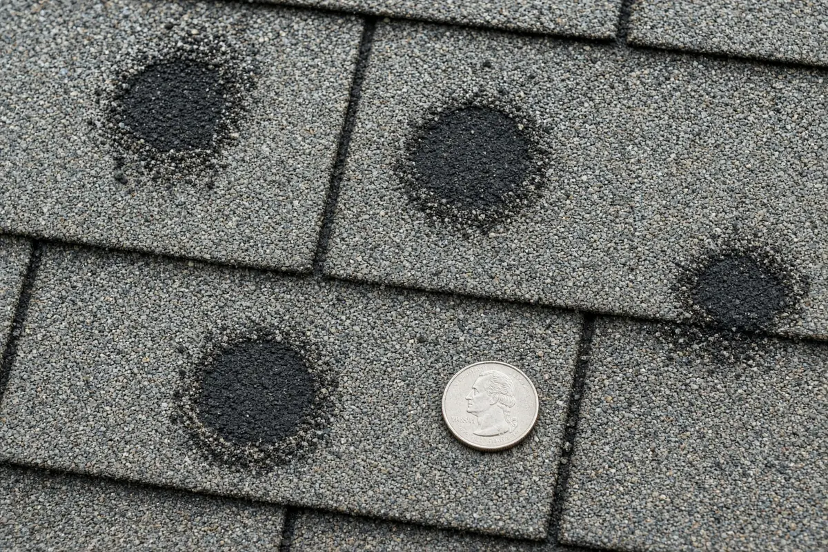 Hail damage on asphalt shingles: round dark spots where the granules were knocked off (coin for scale).